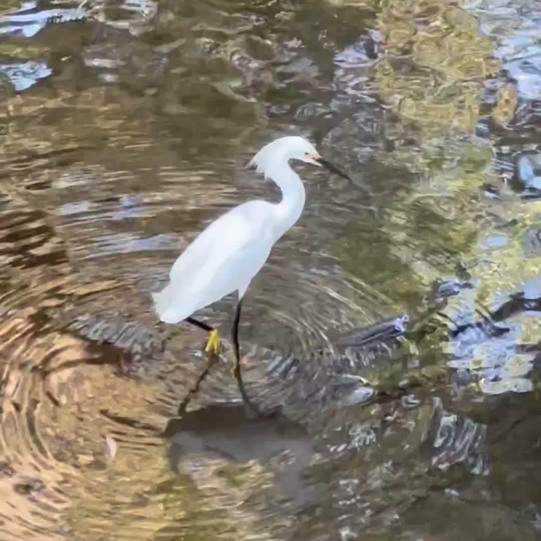 A snowy egret with all-white plumage and a yellow foot, hunting in the Napa Creek
